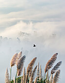 Blick auf federleichte Grasbüschel, die sich sanft vor einem Hintergrund aus himmlischem weißen Nebel wiegen, unterbrochen von einem einzelnen Vogel im Flug, Sajek, Chittagong Division, Bangladesch.