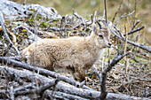Blick auf einen jungen Alpensteinbock mit hellbraunem Fell inmitten eines Gewirrs aus trockenen Ästen und felsigem Gelände im Grazer Bergland, Steiermark, Österreich.