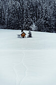 View of a cozy, yellow cabin nestled in a vast, snow-covered field, flanked by evergreen trees, under a winter sky in Almau, Bavaria, Germany.
