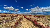 Blick auf rote Pflanzen, die eine karge Landschaft unter einem blauen Himmel mit weißen Wolken durchschneiden, Deosai National Park, Gilgit Baltistan, Pakistan.