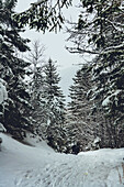View of a snow-covered path winds through a dense forest of evergreen trees, their branches laden with thick snow, creating a serene winter wonderland, Almau, Bavaria, Germany.