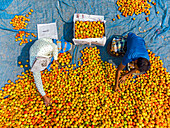Bogura, Bangladesch - 13. Januar 2024: Luftaufnahme von leuchtenden Tomaten, die auf einer blauen Plane ausgebreitet sind, und zwei Figuren, die inmitten eines Meeres von Rot und Orange arbeiten und einen reichen Wandteppich des ländlichen Handels schaffen.
