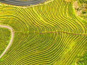 Aerial view of undulating tea plantations painted in vibrant greens, bisected by a winding path and a curving road, Maia, Azores, Portugal.