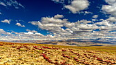 View of a vast, open landscape with red plants dotting the golden grasslands under a bright blue sky filled with fluffy white clouds, Deosai National Park, Gilgit Baltistan, Pakistan.