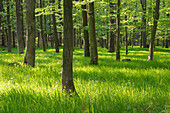 View of sunlight filtering through the trees, illuminating the vibrant green grass in the forest, creating a serene and inviting scene, Trnava, Male Karpaty mountains, Planinka, Bratislava Region, Slovakia.
