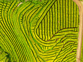 Aerial view of vibrant green tea plantations creating a stunning, patterned landscape with dark lines, creating a mesmerizing contrast, Maia, Azores, Portugal.