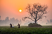 Bogura, Bangladesh - 31 January 2019: View of farmers silhouetted against the soft, diffused light of dawn, working the misty fields near the Bogura district.