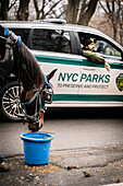 New York, United States - 24 December 2023: View of a horse drinks from a blue bucket beside an NYC Parks vehicle, the scene imbued with a sense of duty and care in the urban landscape.