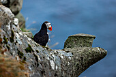 Blick auf einen Papageientaucher, der auf einer zerklüfteten, moosbewachsenen Klippe hockt. Sein orangefarbener Schnabel bildet einen leuchtenden Kontrast zum tiefen Blau des Meeres, Gjógv, Eysturoy, Färöer Inseln.
