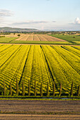 Aerial view of sun-drenched yellow fields meet the horizon's soft greens, a tapestry woven with nature's vibrant hues, Cortona, Tuscany, Italy.