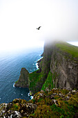 Blick auf die Klippen von Mýlingur, die unter einer Nebeldecke in das azurblaue Meer eintauchen, mit einem einsamen Vogel, der über Tjørnuvík, Streymoy, Färöer Inseln, schwebt.
