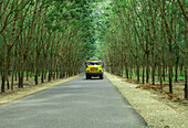 Heyako, Bangladesh - 27 July 2019: View of a bright yellow truck advancing along a sleek asphalt road, flanked by towering trees forming a lush green canopy overhead.