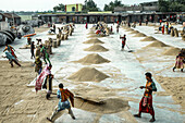 Brahmanbaria, Bangladesh - 08 June 2021: View of golden grains spread across the courtyard, reflecting the bright sunlight as workers in vibrant clothing diligently work.