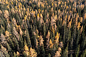 Aerial view of a dense forest, where dark green conifers contrast with the golden hues of deciduous trees in the fall, Russia.
