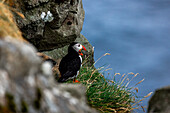 Blick auf einen Papageientaucher, der mit geöffnetem Schnabel auf einer Klippe sitzt, vor dem Hintergrund des weiten Ozeans, Gjógv, Eysturoy, Färöer Inseln.