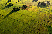 Luftaufnahme von ausgedehnten grünen Feldern, ein Flickenteppich aus leuchtenden Feldfrüchten unter der goldenen Sonne, die lange Schatten über die Landschaft wirft, Tiwi, Iloilo, Philippinen.