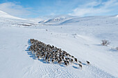 Aerial view of a multitude of reindeer traverse the expansive, snow-covered landscape under a crisp blue sky, their dark forms contrasting against the pristine white terrain, Russia.