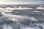 Aerial view of snow-laden trees stand majestically amidst a serene, white landscape, their shadows stretching across the crisp snow, creating a captivating winter scene, Rovaniemi, Lapland, Finland.