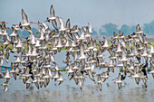 View of a large flock of birds with light grey and white plumage soaring low across the water, creating a mesmerizing display of flight, Rohanpur, Rajshahi Division, Bangladesh.