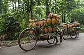 Madhupur, Bangladesh - 15 August 2023: View of men pushing bicycles laden with bright golden pineapples along the dark asphalt road, framed by lush green foliage.