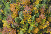 Luftaufnahme eines dichten Waldes, der in herbstlichen Gold-, Orange- und Grüntönen leuchtet, ein lebendiger Wandteppich der Kunstfertigkeit der Natur, Windischgarsten, Ober?sterreich, Österreich.