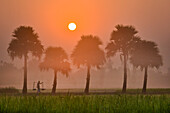 Bogura, Bangladesch - 25. Oktober 2018: Blick auf eine ruhige ländliche Szene, in der eine einsame Gestalt bei Sonnenaufgang den Feldweg unter den Silhouetten von Palmen entlanggeht.