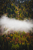 View of a serene forest with colorful trees partially obscured by low-lying fog, creating a mystical atmosphere, Hallstatt, Austria.