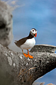 Blick auf einen Papageientaucher, der auf einem grauen Felsen sitzt. Sein leuchtend orangefarbener Schnabel und seine Füße heben sich vom Meer ab, Gjógv, Eysturoy, Färöer Inseln.