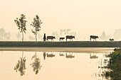 Bogura, Bangladesh - 14 November 2016: View of the serene landscape where cattle and a figure journey along a path, mirrored in the tranquil waters below, bathed in soft, golden light.