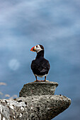Blick auf einen Papageientaucher mit seinem leuchtend orangefarbenen Schnabel und dem auffälligen schwarz-weißen Gefieder auf einer verwitterten Felsformation, Gjógv, Eysturoy, Färöer Inseln.