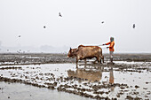 Jhenaidah, Bangladesh - 20 January 2024: View of a farmer guiding oxen through the flooded, muddy fields under a muted, overcast sky, as birds take flight overhead.