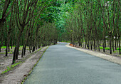 View of a winding asphalt road cutting through the lush green canopy of trees, creating a tunnel of natural beauty, Chittagong, Chittagong Division, Bangladesh.