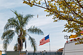 View of a palm tree swaying gently in the breeze, the Stars and Stripes waving proudly, and a lone seagull soaring above, Los Angeles, California, United States.