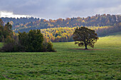 Aerial view of a lone tree standing in a green meadow contrasted against the autumn colors of the distant forest under a moody sky, Hrochot, Banská Bystrica Region, Slovakia.
