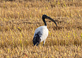 View of a striking black-headed ibis standing amidst the golden, sun-drenched stubble of a harvested field, its elegant form a contrast to the rough textures, Cape May, New Jersey, United States.