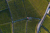 Luftaufnahme von geordneten Weinbergen, die lange Schatten werfen, unterbrochen von Steinwegen und einer kleinen Struktur, Puidoux, Waadt, Schweiz.