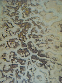 Aerial view of the intricate network of waterways and land, creating a mesmerizing tapestry of textures and tones from above., Presqu'île de Conleau, Bretagne, France.