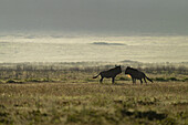 View of two wildebeest stand facing each other in a golden field, the hazy horizon adding depth to the scene, Seronera, Mara Region, Tanzania.