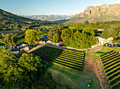 Aerial view of sun-drenched vineyards cascading down gentle slopes towards the majestic Stellenbosch mountains, Stellenbosch, Western Cape, South Africa.