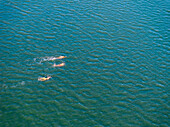 Aerial view of swimmers cutting through the teal waters of the bay, leaving white wakes behind them, San Francisco, California, United States.