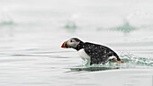Ein Papageientaucher mit seinem leuchtend orangefarbenen Schnabel taucht aus dem kühlen, plätschernden Wasser auf und spritzt vor dem hellen Hintergrund, Longyearbyen, Svalbard, Svalbard und Jan Mayen.