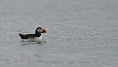 Ein atlantischer Papageientaucher mit seinem leuchtend orangefarbenen Schnabel gleitet anmutig durch das kühle, plätschernde Wasser, ein heiterer Moment der Tierwelt, Longyearbyen, Svalbard, Svalbard und Jan Mayen.