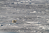 View of a solitary polar bear trudges across the stark, frozen expanse of the Arctic, its white fur blending with the icy terrain, Longyearbyen, Svalbard and Jan Mayen.