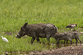 Blick auf eine Warzenschweinmutter, die ihre Jungen in einem grünen Feld säugt, mit Vögeln in der Nähe, im sanften Licht des Tages, Seronera, Mara Region, Tansania.