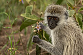 Blick auf einen Affen mit ausdrucksstarken Augen, der inmitten von üppigem Grün sitzt und zärtlich eine Blume berührt, eingerahmt von den erdigen Tönen der Landschaft, Seronera, Mara-Region, Tansania.