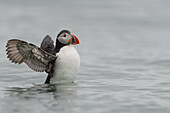Blick auf einen atlantischen Papageientaucher mit geöffneten Flügeln, der im ruhigen, blassen Wasser steht, was einen heiteren Kontrast zum kräftigen Schnabel des Vogels bildet, Longyearbyen, Spitzbergen und Jan Mayen.