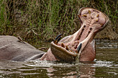 Blick auf ein Flusspferd mit aufgerissenem Maul und gewaltigen Zähnen, das teilweise in trübes Wasser getaucht ist und auf dessen Rücken ein kleiner Vogel sitzt, Seronera, Mara-Region, Tansania.