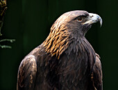 Blick auf einen Steinadler mit auffallend braunem und goldenem Gefieder und einem scharfen, gebogenen Schnabel vor einem unscharfen dunkelgrünen Hintergrund, Cape May, New Jersey, Vereinigte Staaten.