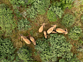 Aerial view of a herd of animals resting peacefully amidst the vibrant green foliage and sun-kissed grasses, creating a serene and contrasting scene, Tumbeta Reserve, Thabazimbi, South Africa.