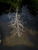 Aerial view of the ghostly reflection of a bare tree shimmering on the water's surface, creating an eerie yet beautiful scene, Vilnius, Vilnius, Lithuania.